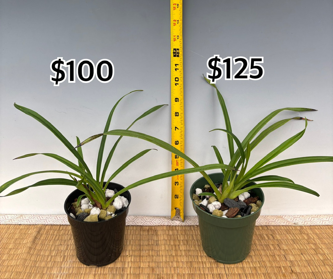 Phrag. Wossen (schlimii x richteri 'Twister') - OrchidWeb