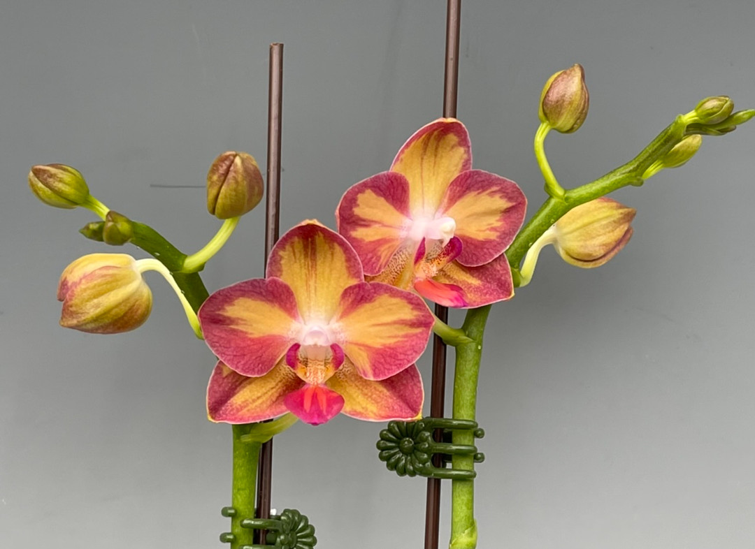 Phal. Tying Shin Smart (Sogo Lawrence x equestris) - OrchidWeb