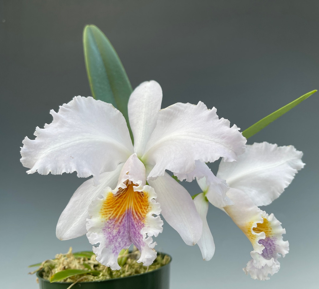 Cattleya Suzanne Hye coerulea (4N) (mossiae coerulea (4N) x