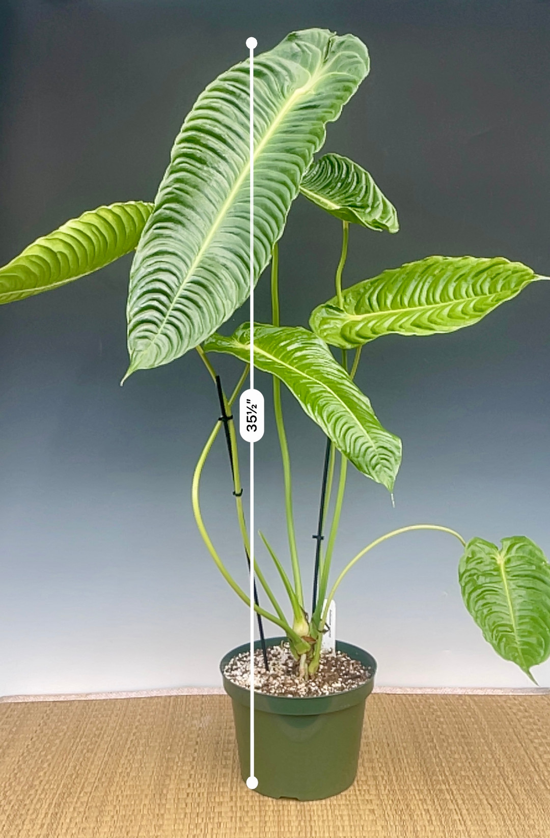 Anthurium veitchii - OrchidWeb