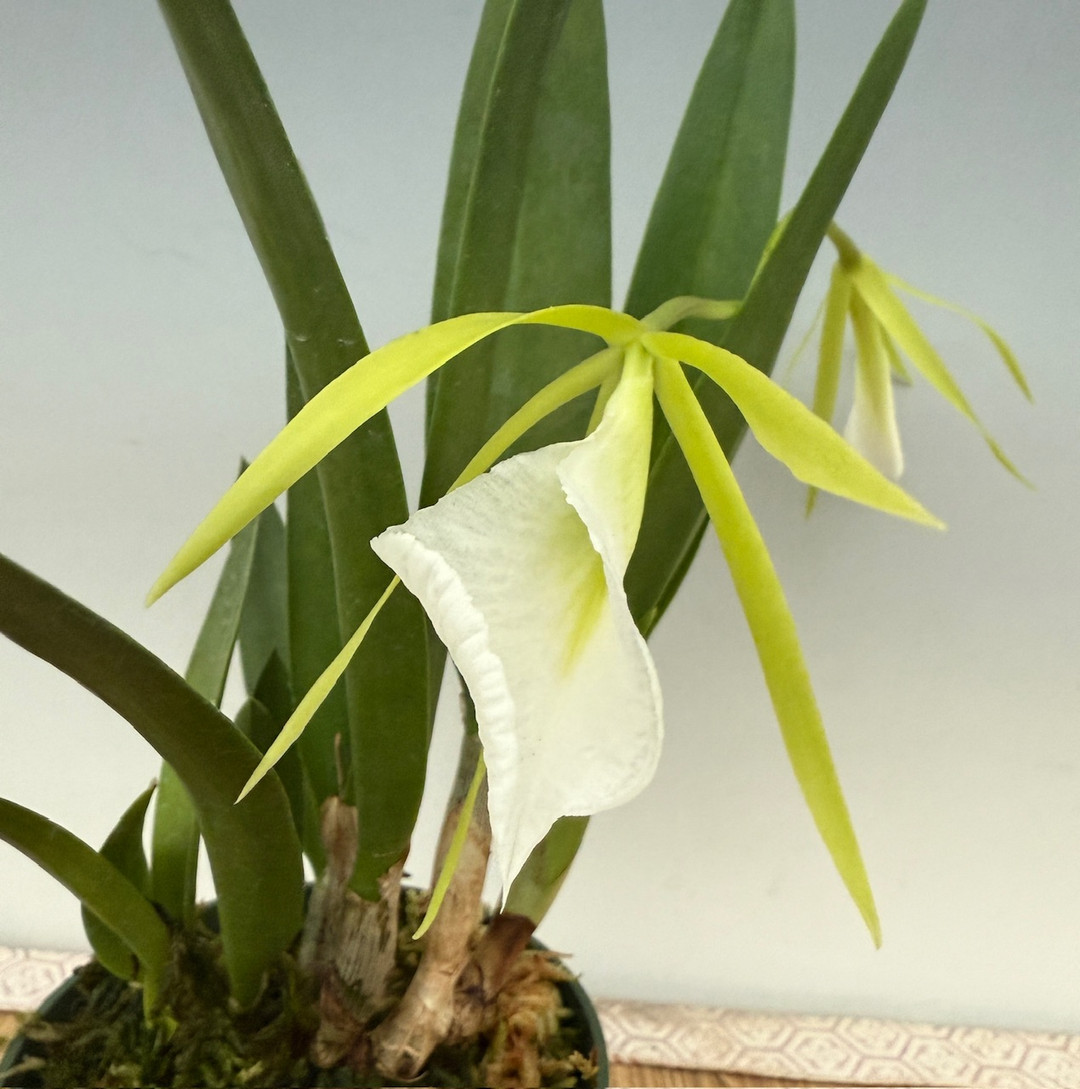 Prosavola Alex Hawkes (Brassavola nodosa 'Susan Fuchs' FCC/AOS x
