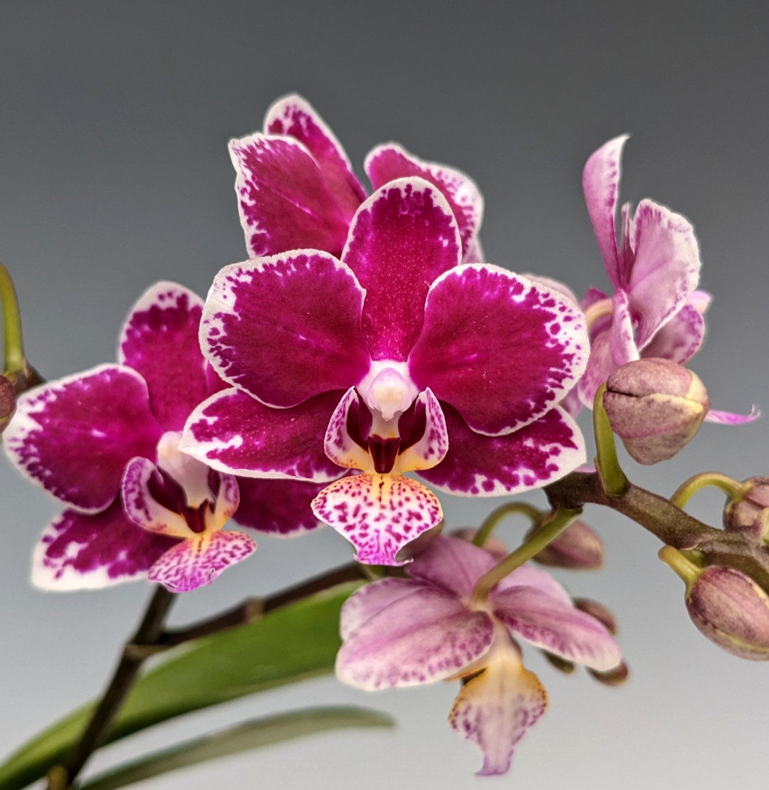 orchids73様 Lc. Pure Soul 'Yutaka Morimoto' HCC/AOS |Odoms Orchids