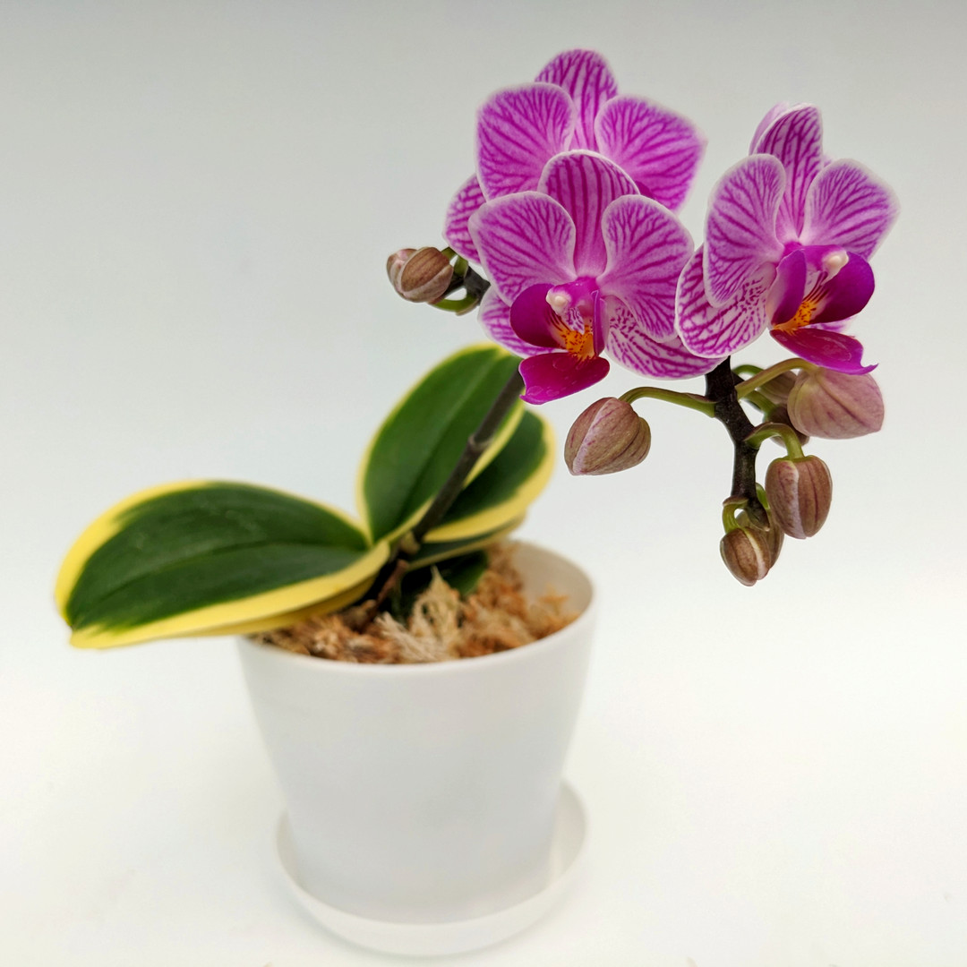 orchids73様 Phalaenopsis Sogo Vivien 'Taida Little Pretty' – Orchid Classics