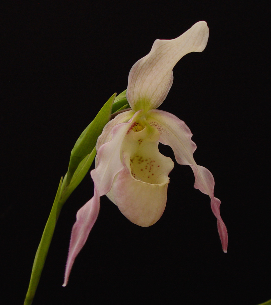 fa8452f4-5640-434c-9305-b1e8ae3824d5