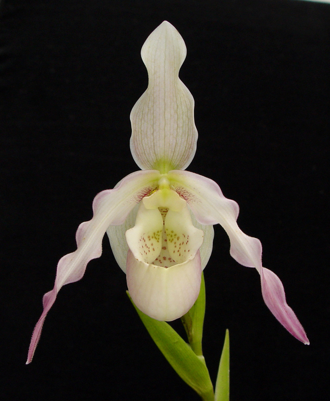 9570a990-4d4a-4677-9c41-52c63fc91e81