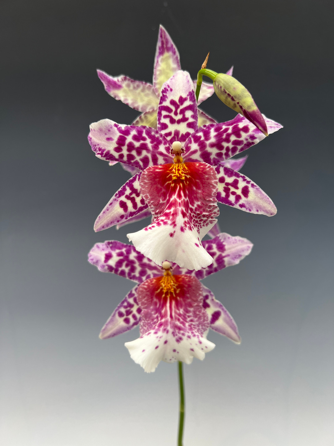 Schunkeara Big Shot 'Pink Leopard' (Aliceara Tahoma Glacier