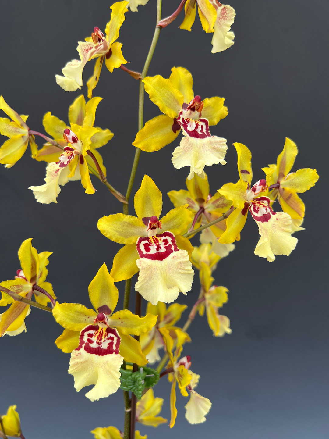 Oncostele Wildcat 'Yellow King' (Oncostele Rustic Bridge x