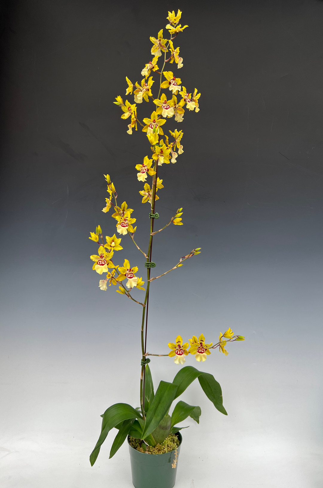 Oncostele Wildcat 'Yellow King' (Oncostele Rustic Bridge x