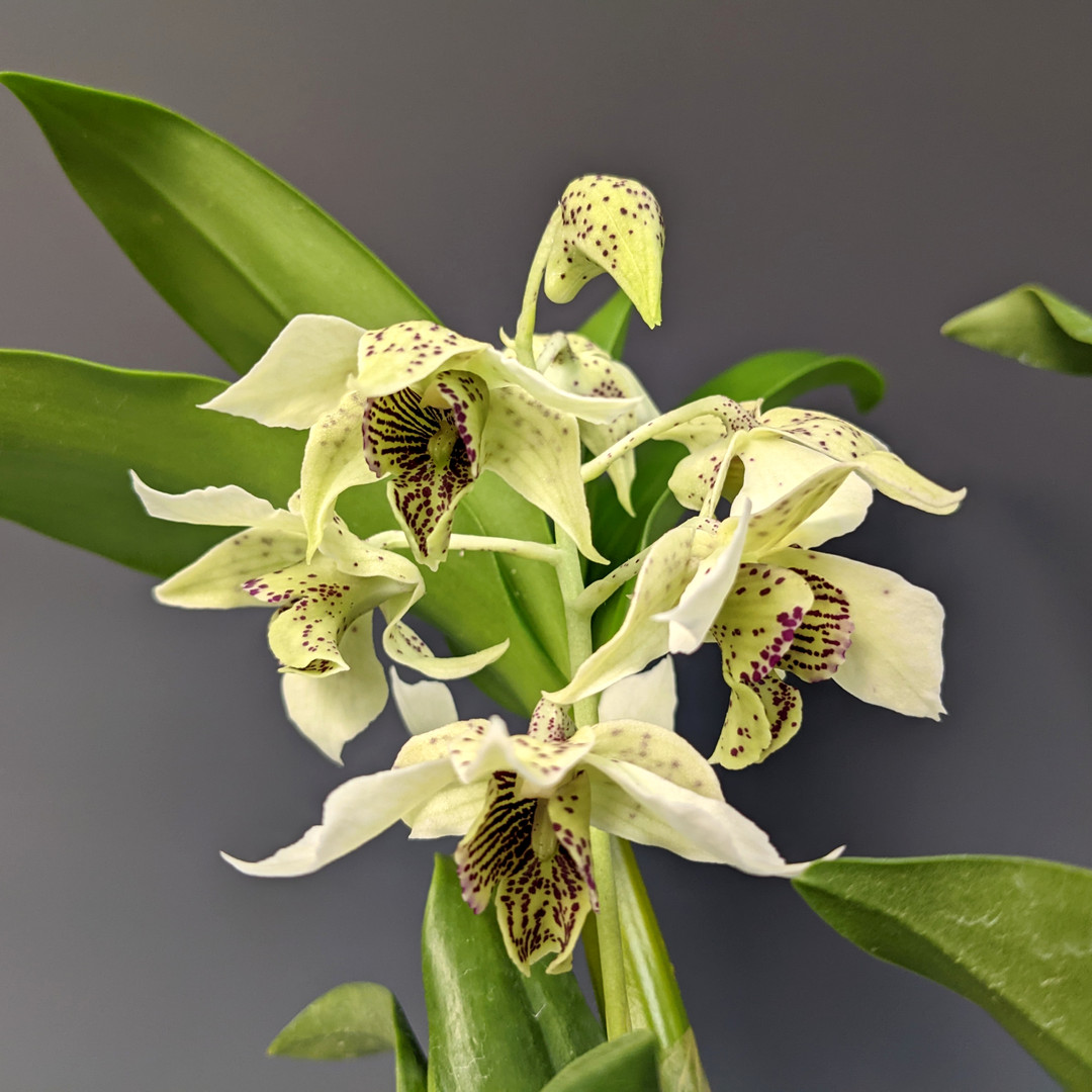 Dendrobium QF Hawaiian Royal (Royal Chip x Roy Tokunaga) - OrchidWeb
