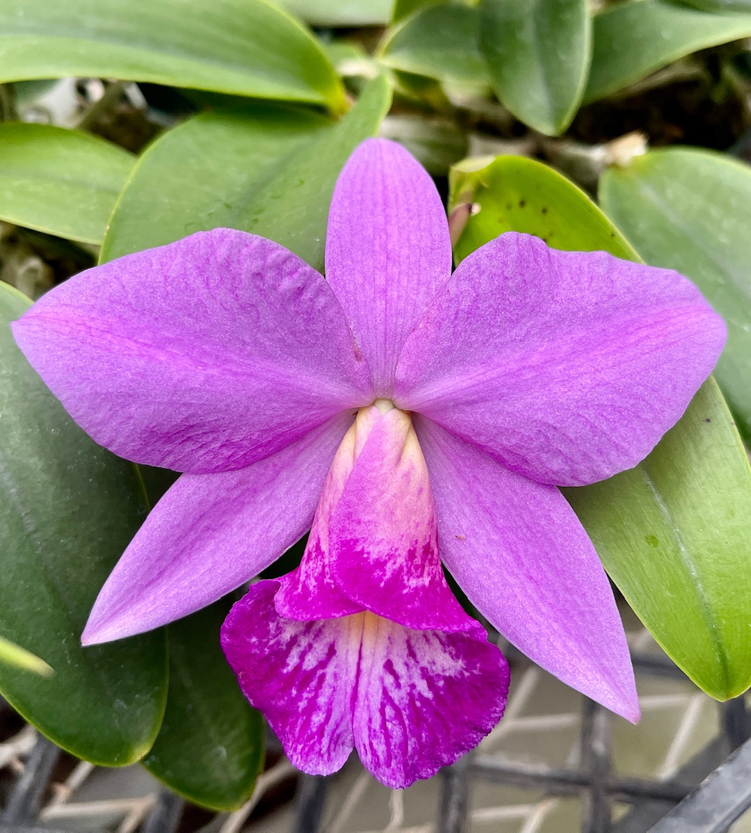 Cattleya Kokubun (walkeriana x praestans) - OrchidWeb