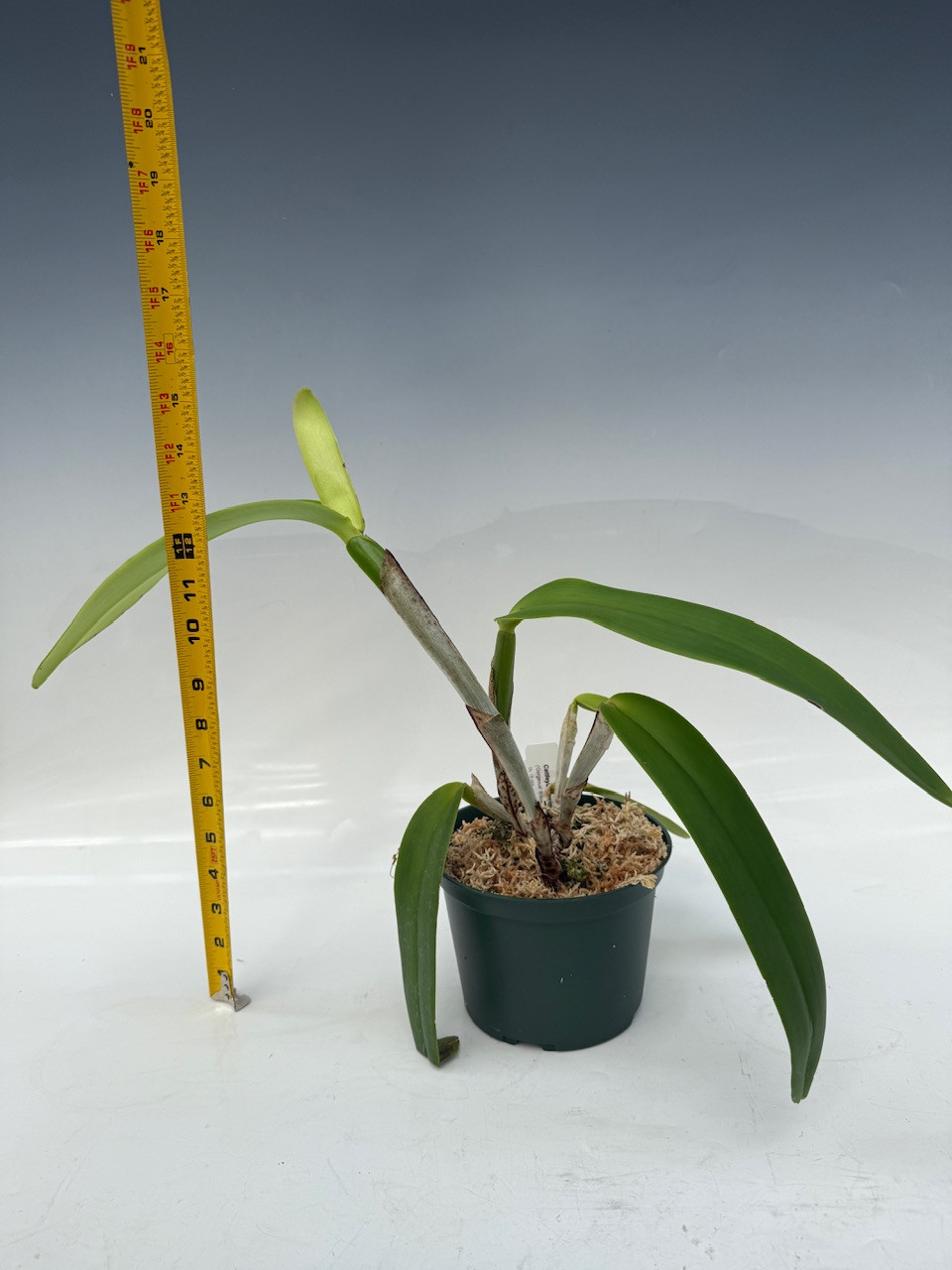 【新品未使用】HENRI EN VARGO CATTLEYA BLACK 37 Cattleya black オープントゥ パンプス ブラック - HENRI EN