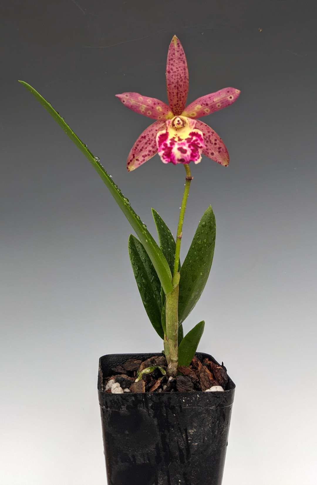 Brassocattleya Rustic Spots 'H&R' (Richard Mueller x Landate) - OrchidWeb