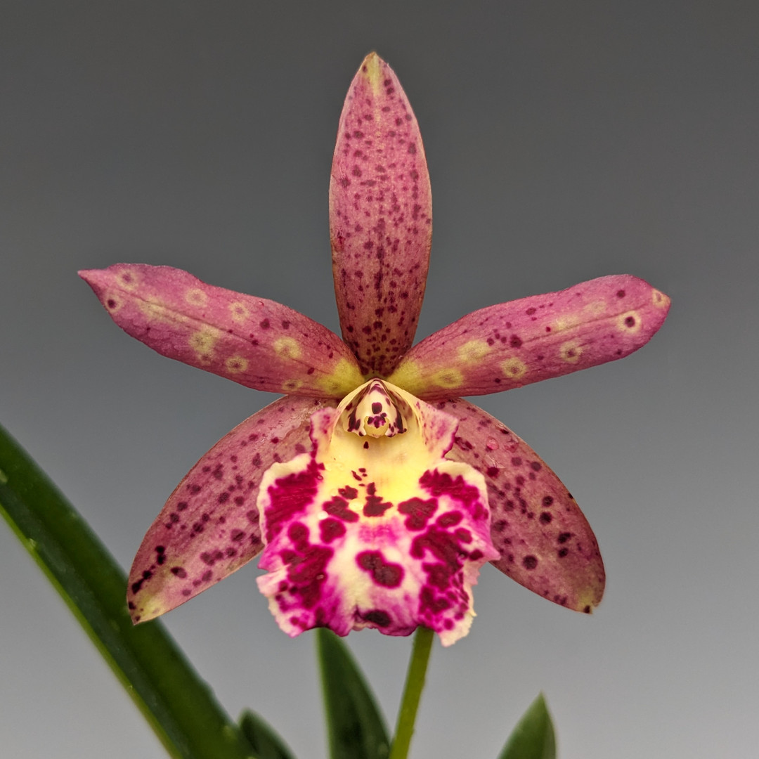 Brassocattleya Rustic Spots 'H&R' (Richard Mueller x Landate) - OrchidWeb