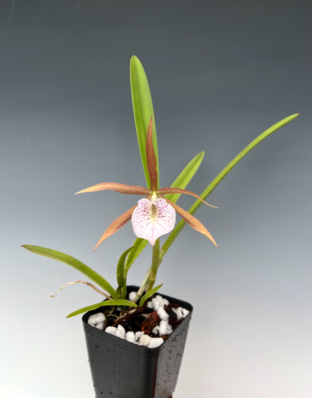 Brassocattleya Bessho (B. nodosa 'Susan Fuchs' FCC/AOS x L