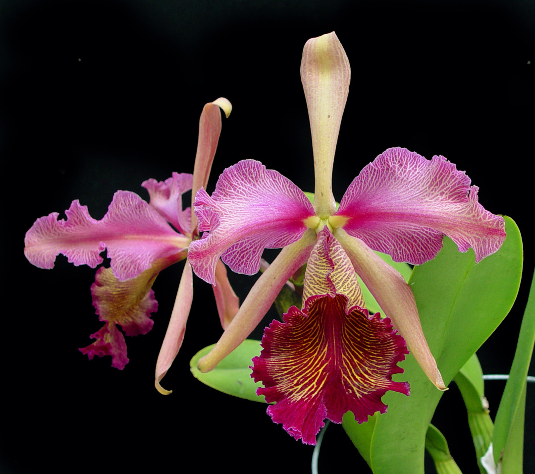 洋蘭原種カトレアC.dowiana f.rosita 'Fischer's' x self