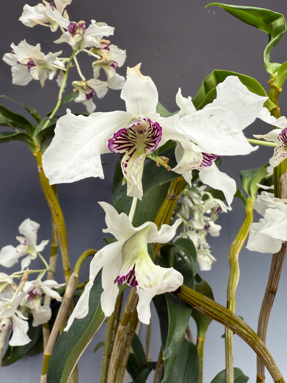 Dendrobium Island Mist - Specimen Plants (Roy Tokunaga x