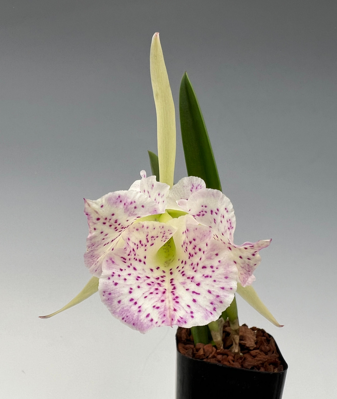 Bc. Air Mososa 'Mickey Mouse' (Moscombe x nodosa) - OrchidWeb