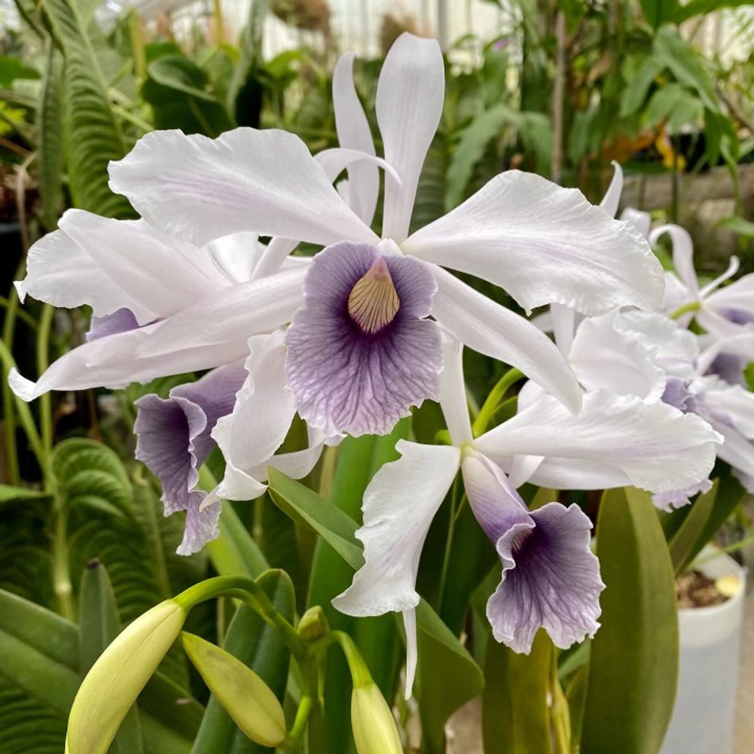 BRAZILIAN ORCHIDS 蘭の王国 Laelia purpurata Laelia purpurata var. werkhauseri ('Blue Giant' x 'Blue Moon