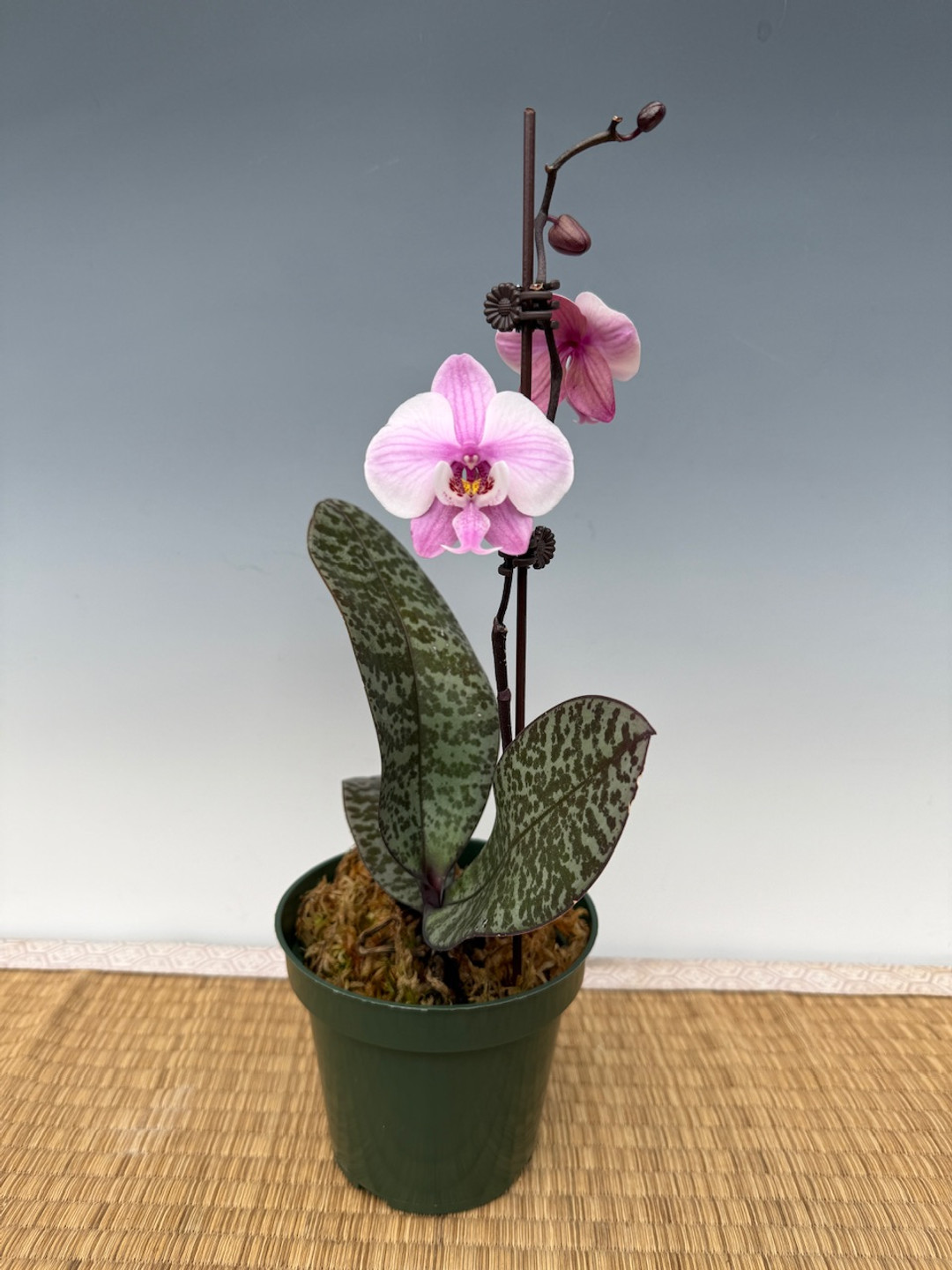 【セット】Phal philippinensis と schilleriana phal-schilleriana.jpg