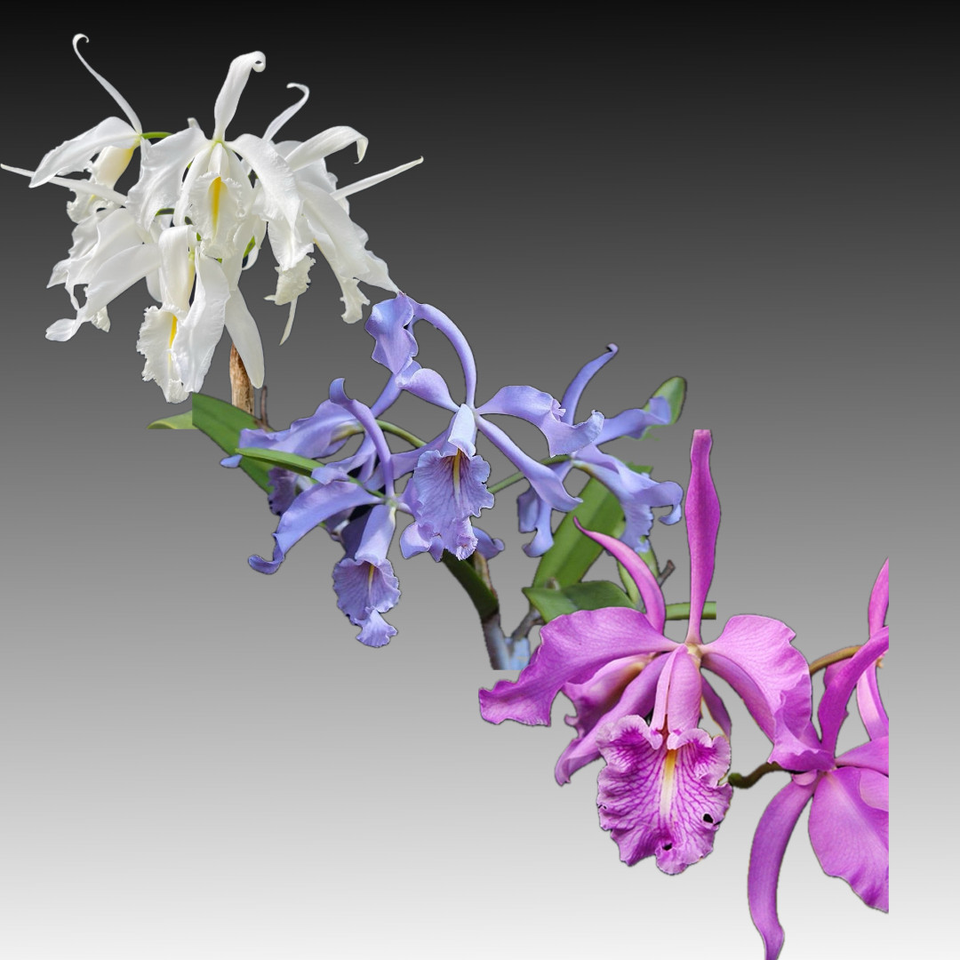 Cattleya maxima (alba x coerulea) x self - OrchidWeb