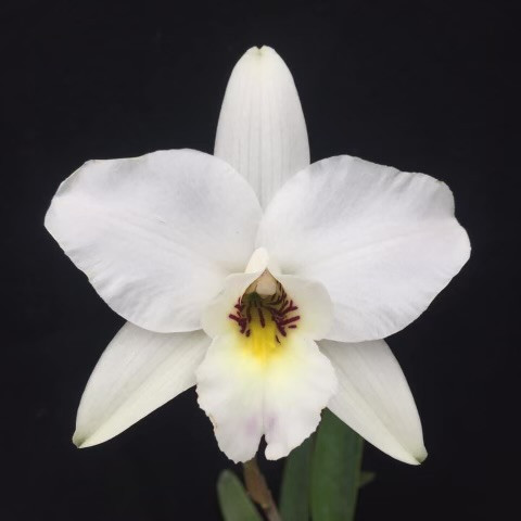 5c2a85d0-5897-4ce4-8e45-5a86b3592497