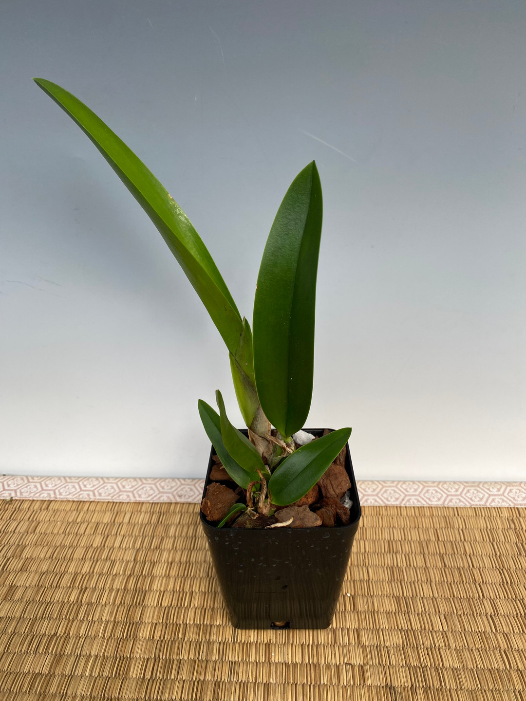 04dafb7a-a51c-4b3f-8735-0015f9a8083d