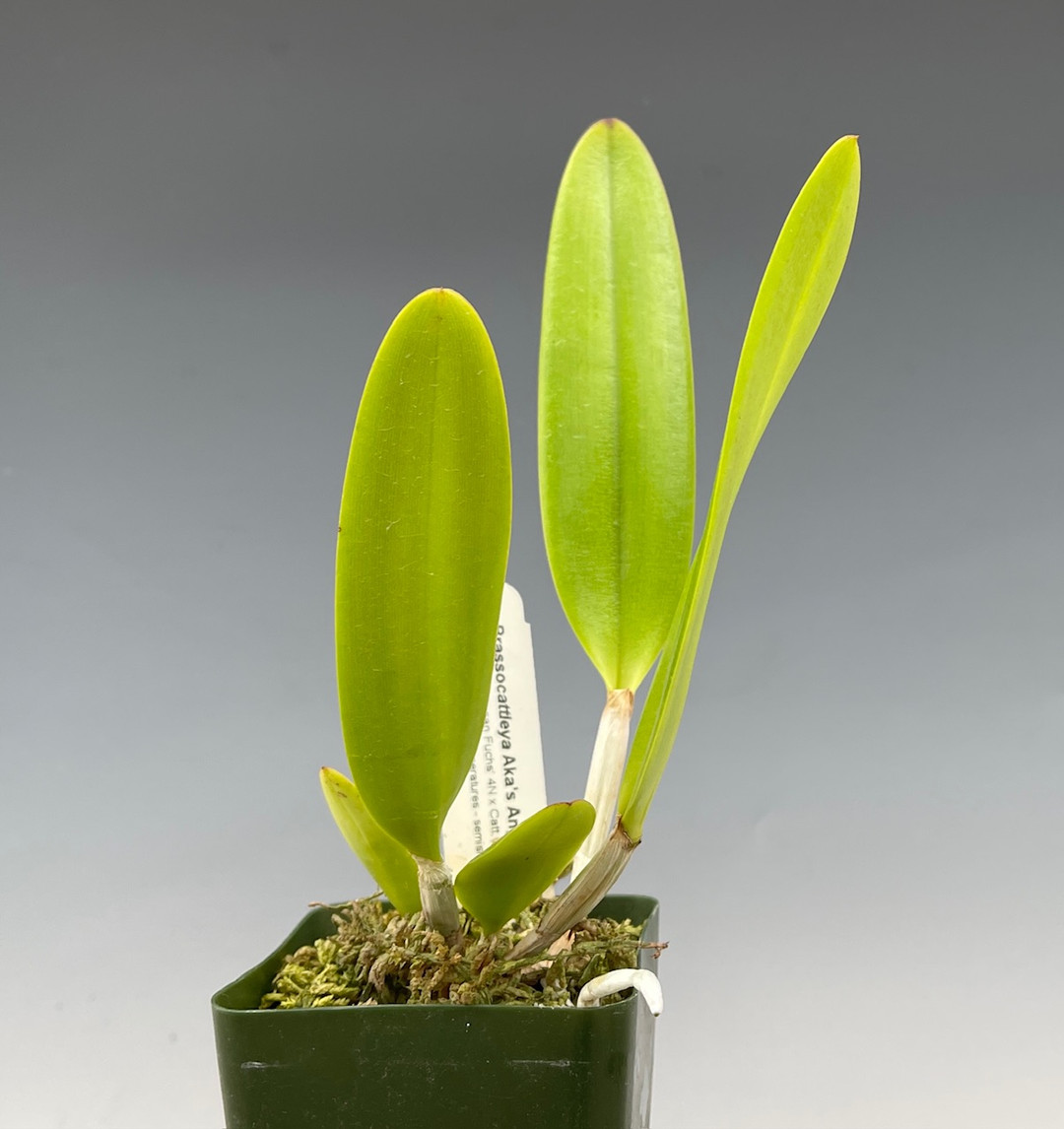 Brassocattleya Aka's Angel [3N] (B. nodosa 'Susan Fuch's' FCC/AOS