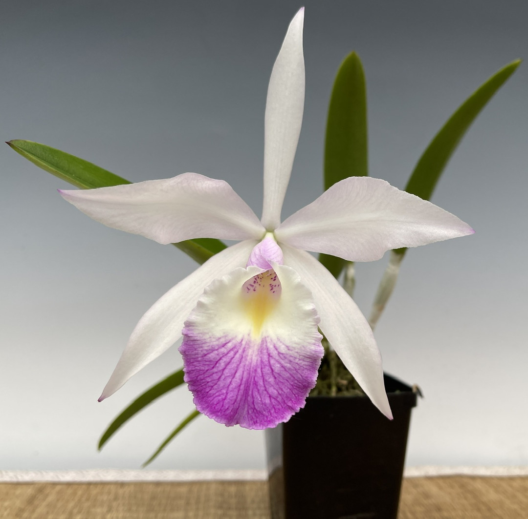 Brassocattleya Aka's Angel [3N] (B. nodosa 'Susan Fuch's' FCC/AOS