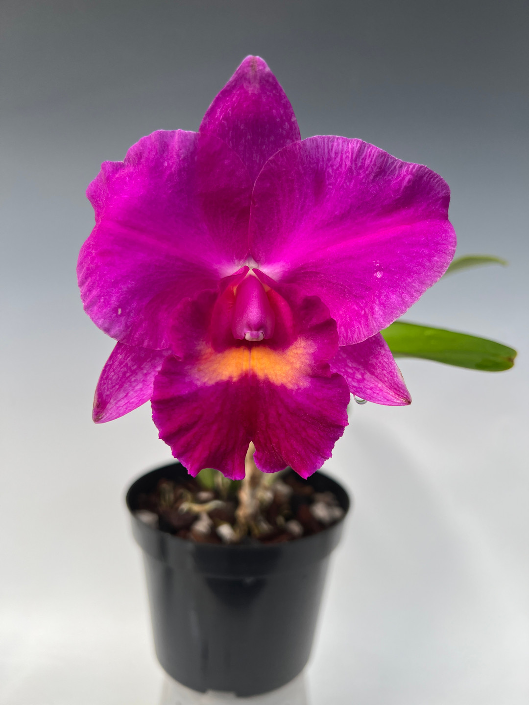 Rlc. Hsinying Aloha 'C.H. Super' (Aloha Case x Li Jiuan Dancer