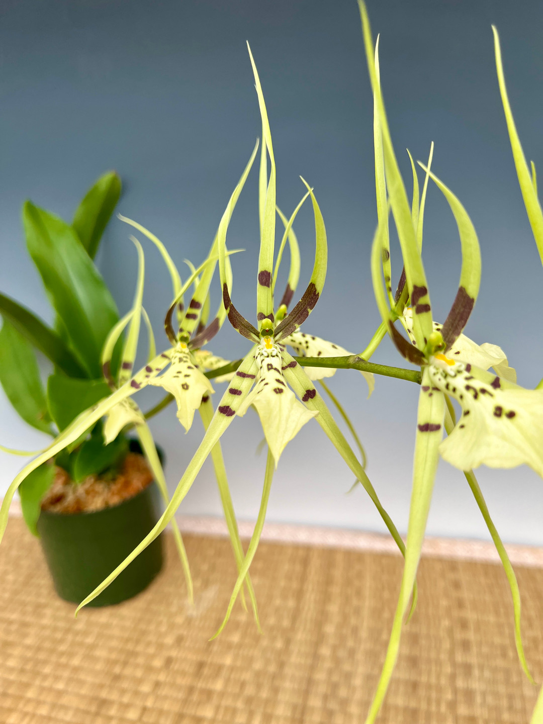 dae0789f-1f59-4568-aa98-301abb7ba305