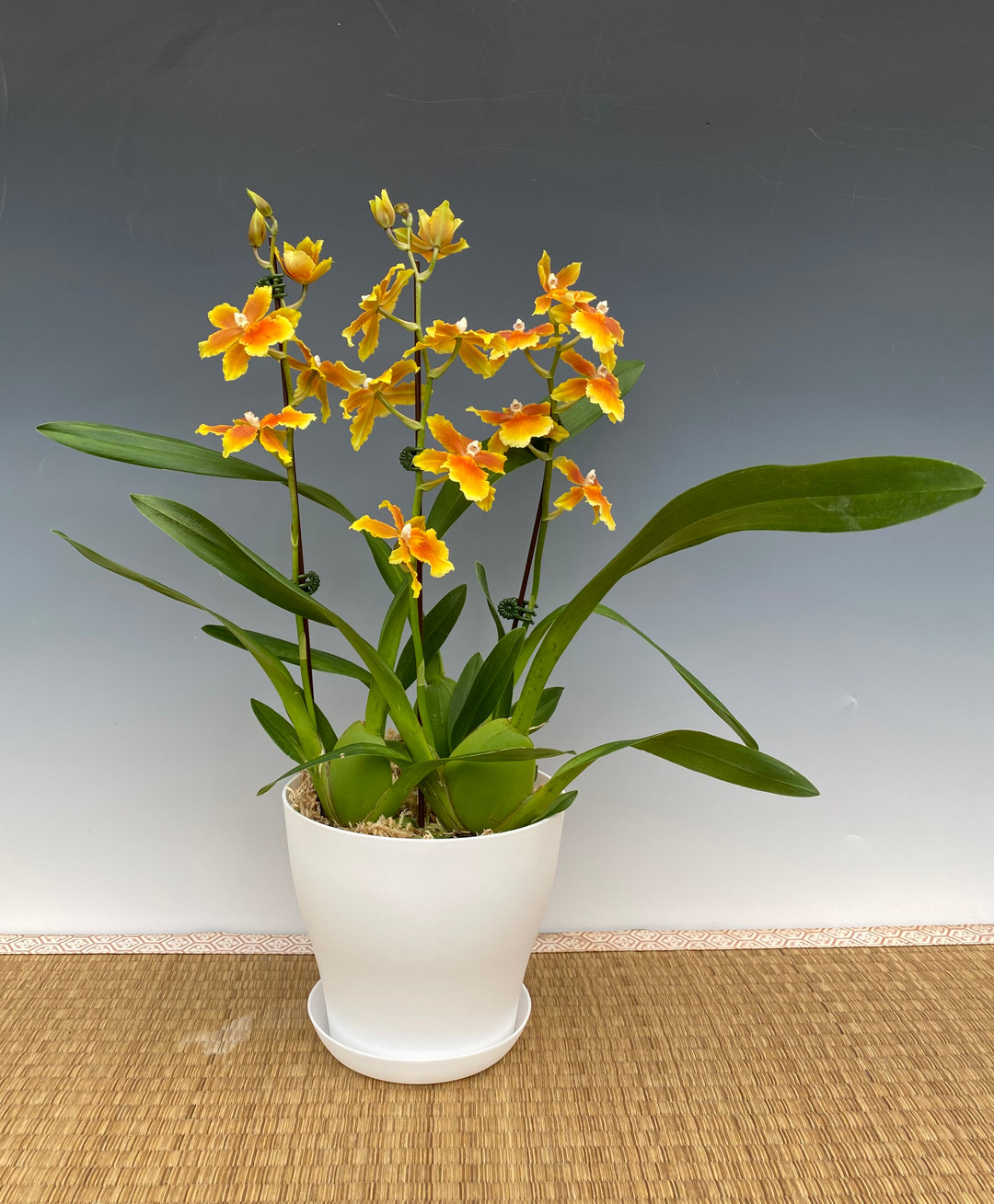 Osp. Brazilian Sun 'Samba' (Oncidopsis Pacific Waters x Oncostele Sunup ...