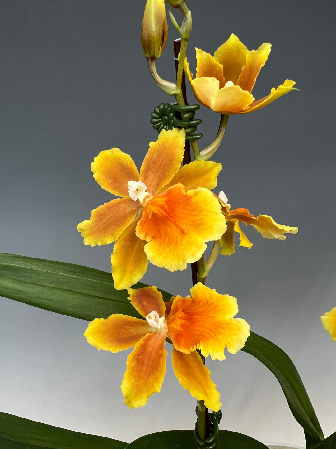 Osp. Brazilian Sun 'Samba' (Oncidopsis Pacific Waters x Oncostele