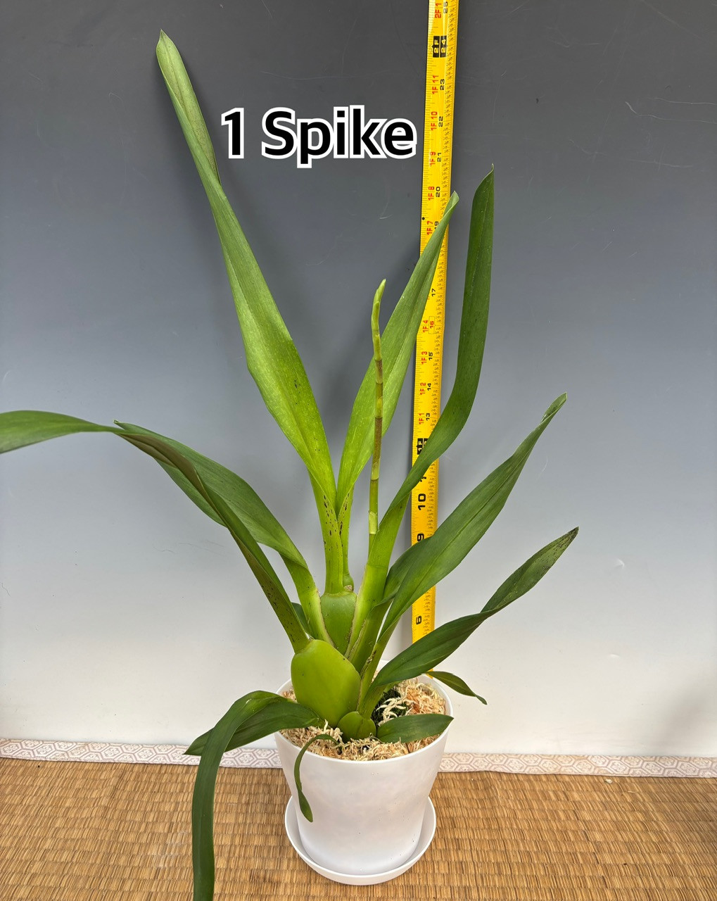 Osp. Brazilian Sun 'Samba' (Oncidopsis Pacific Waters x Oncostele