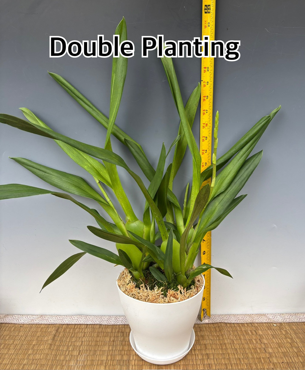 Osp. Brazilian Sun 'Samba' (Oncidopsis Pacific Waters x Oncostele