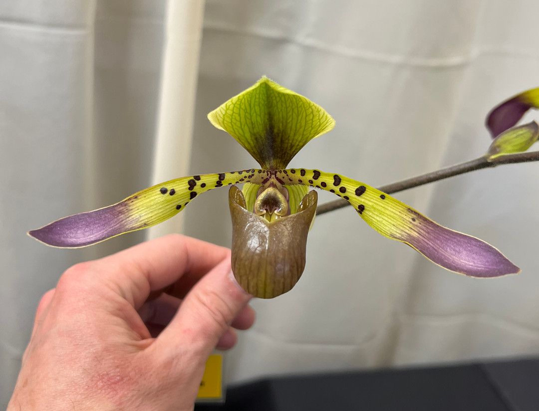 Paph. lowii - compact form ('Pilar' HCC/AOS x 'Kai's