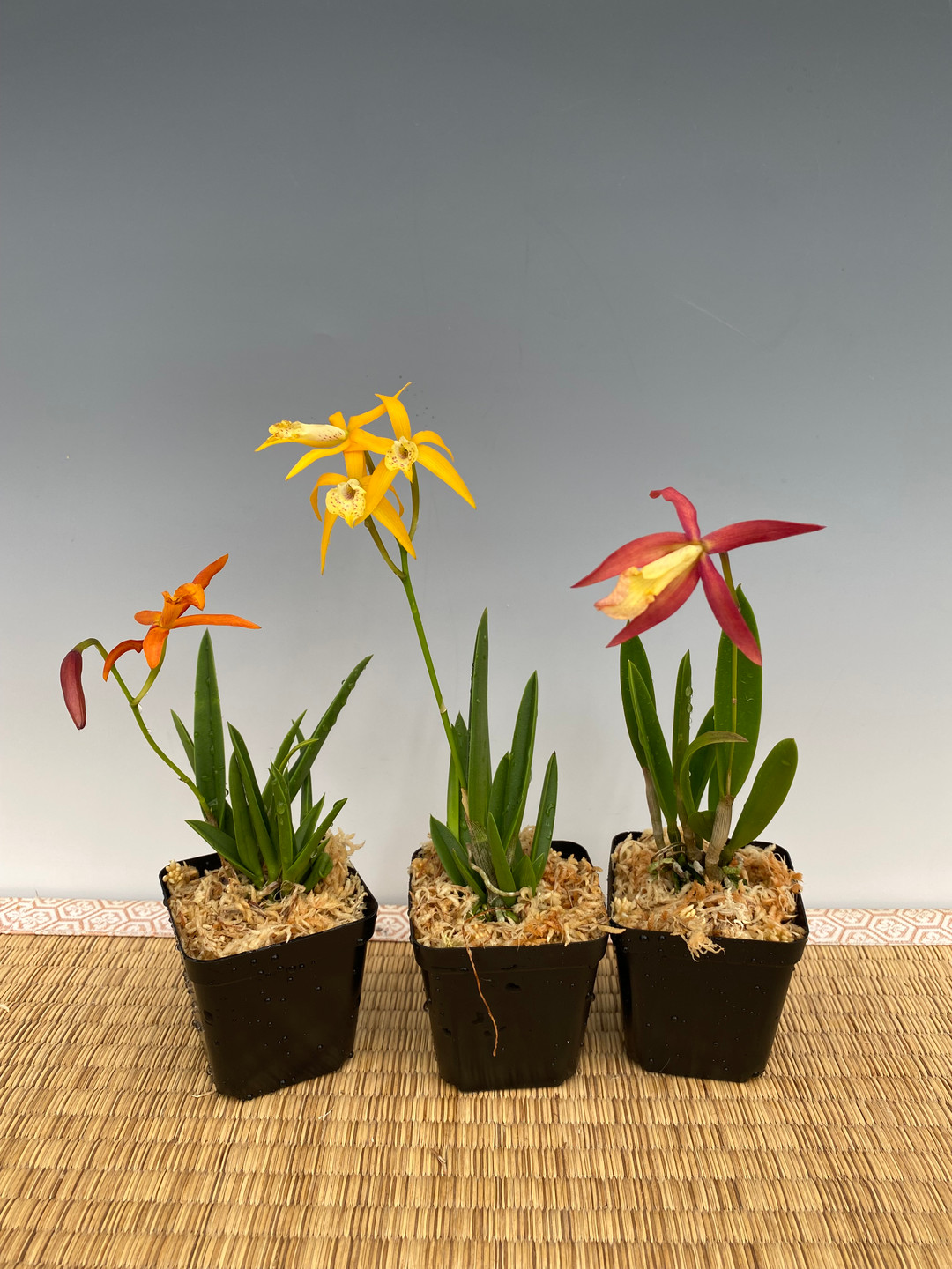ビクトリア・フランシス　Arlene's Heart Favole1・2 Brassocattleya Little Birds (L. Harmill 'Orange Glow' x B