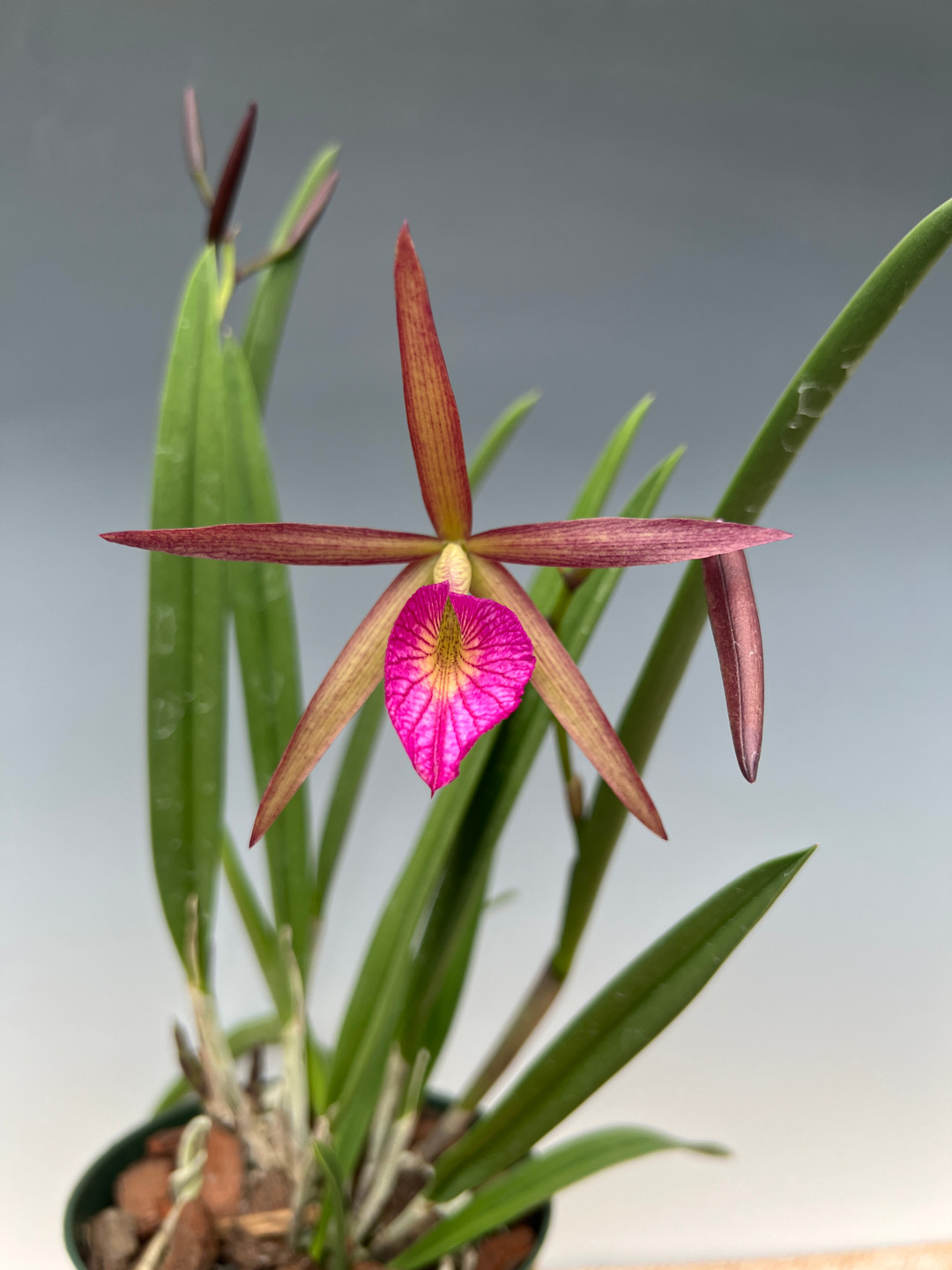 Bc. Hamlyn's Magic 'Leilani' (Catt. Jalapa x B. nodosa) - OrchidWeb