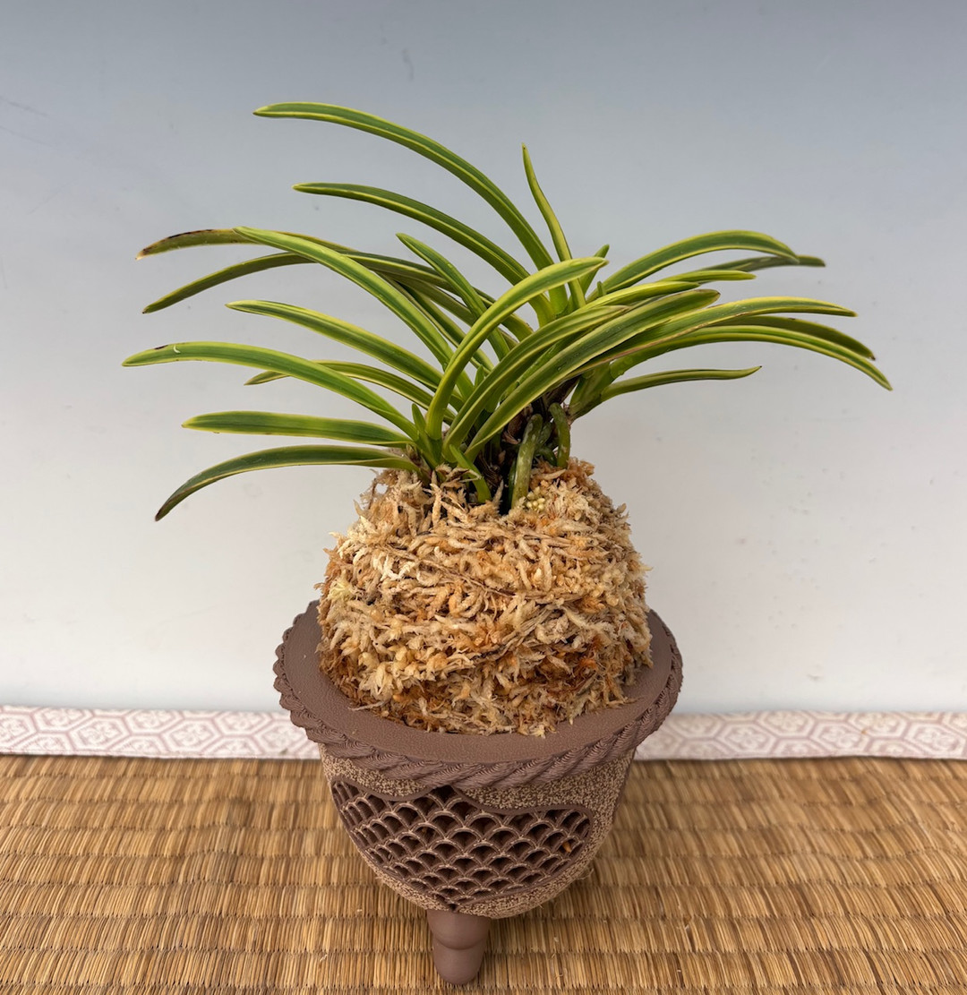 Neofinetia falcata 'Chouseiden' 調整殿 - Individual Listing