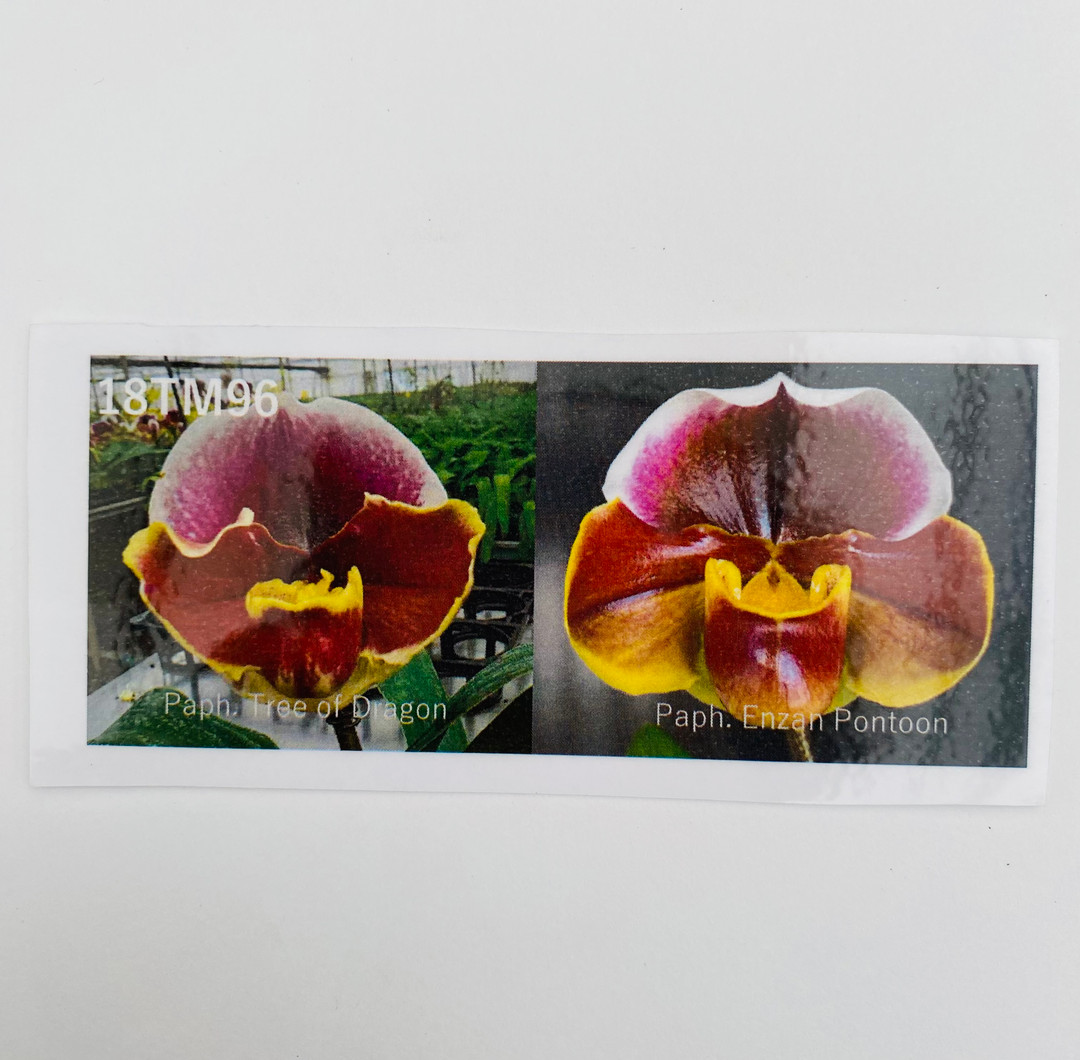 Paph. Tree of Dragon 'Kamikane' x Enzan Pontoon 'Bosatsu