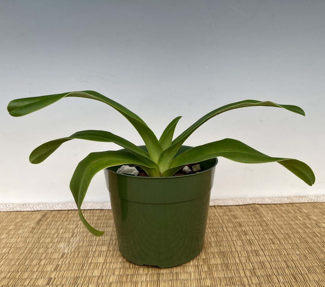 Paph. Tree of Dragon 'Kamikane' x Enzan Pontoon 'Bosatsu