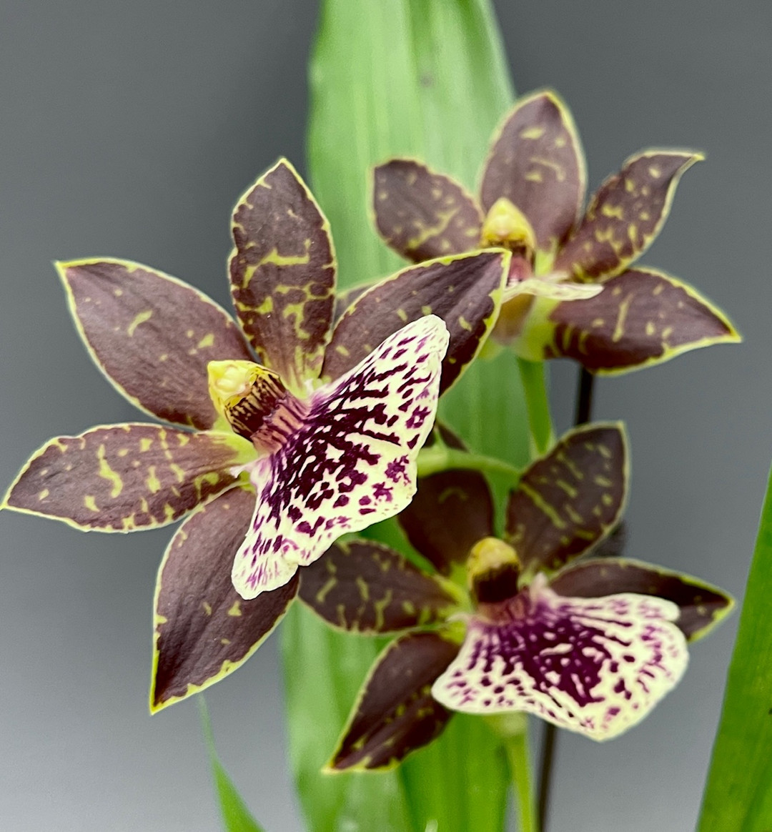 Propescapetalum Glicky (Propetalum Lise Gobielle x Zygotorian