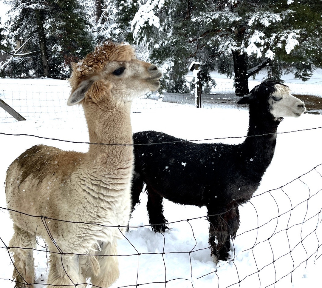 liter carol alpaca wool coat　LITER liter carol alpaca wool coat LITER LITER Carol wool alpaca coat