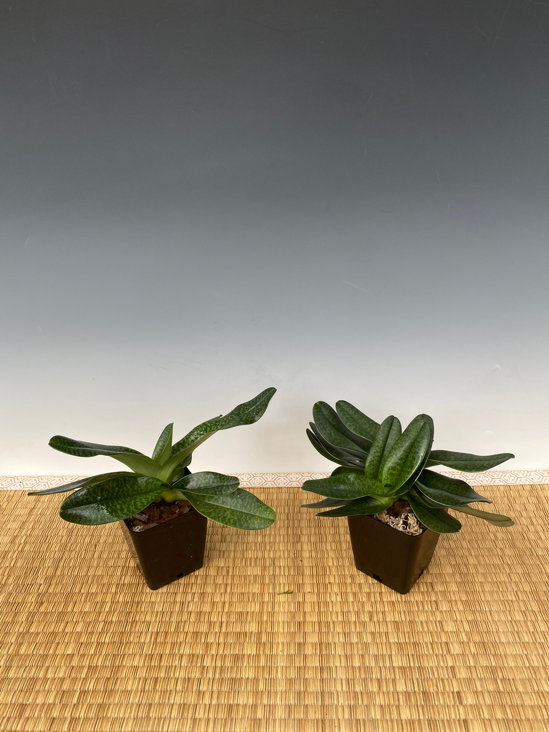 cd5247fc-01e3-40f1-a15e-f9b16bd1880c