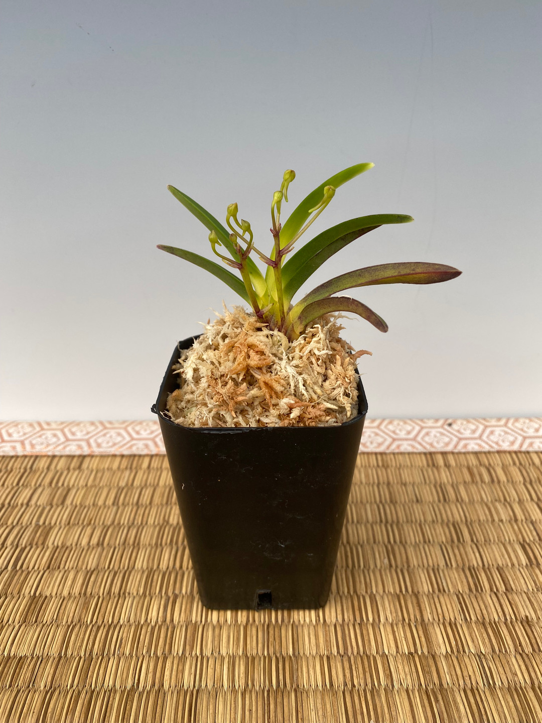 【とらごま】ONF × BOTANIZE EXOTIC PLANT とらごま】ONF × BOTANIZE EXOTIC PLANT BOTANIZE / EXOTIC