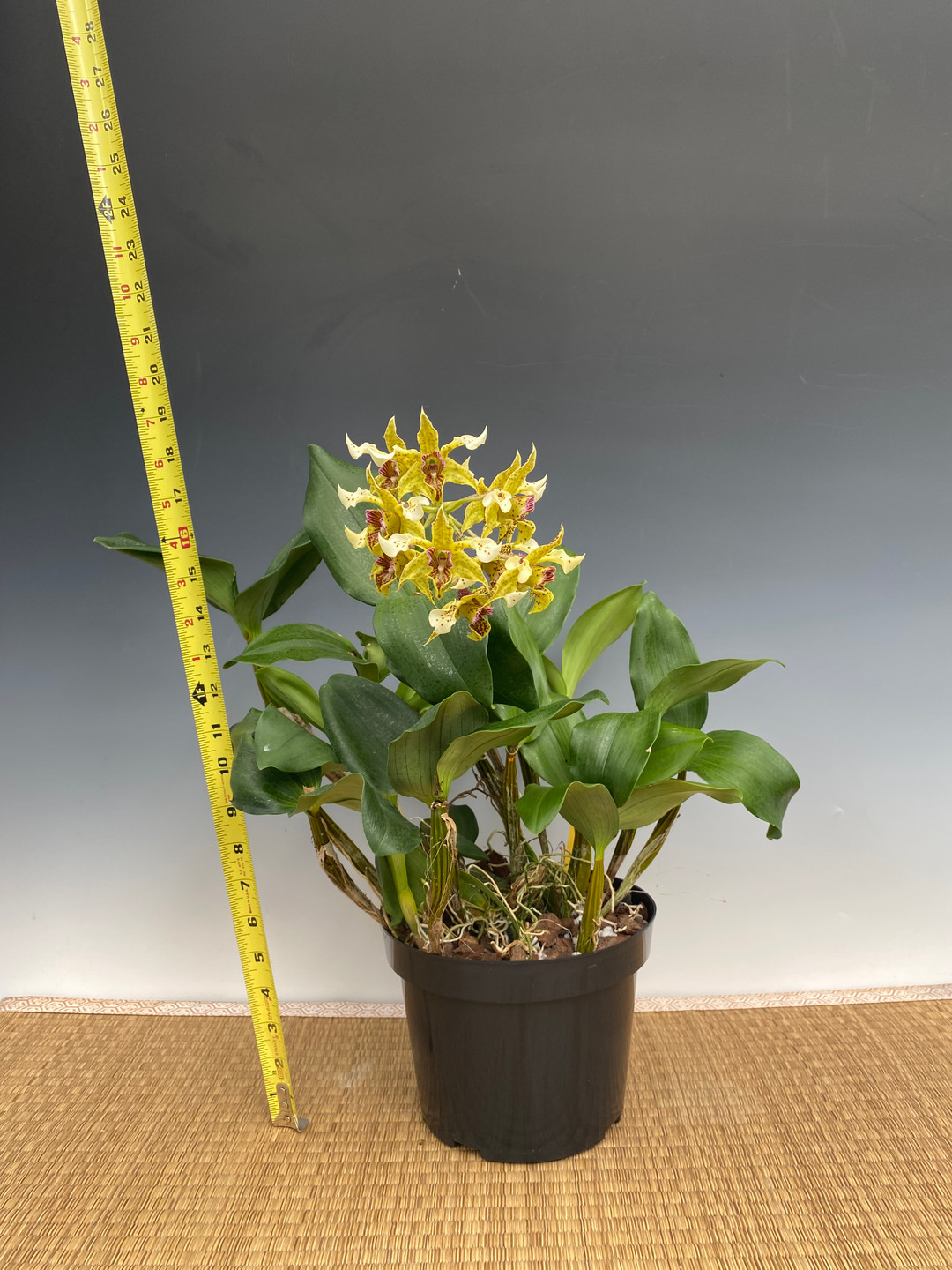 Mature Specimen Dendrobium Latouria (various crosses) - OrchidWeb