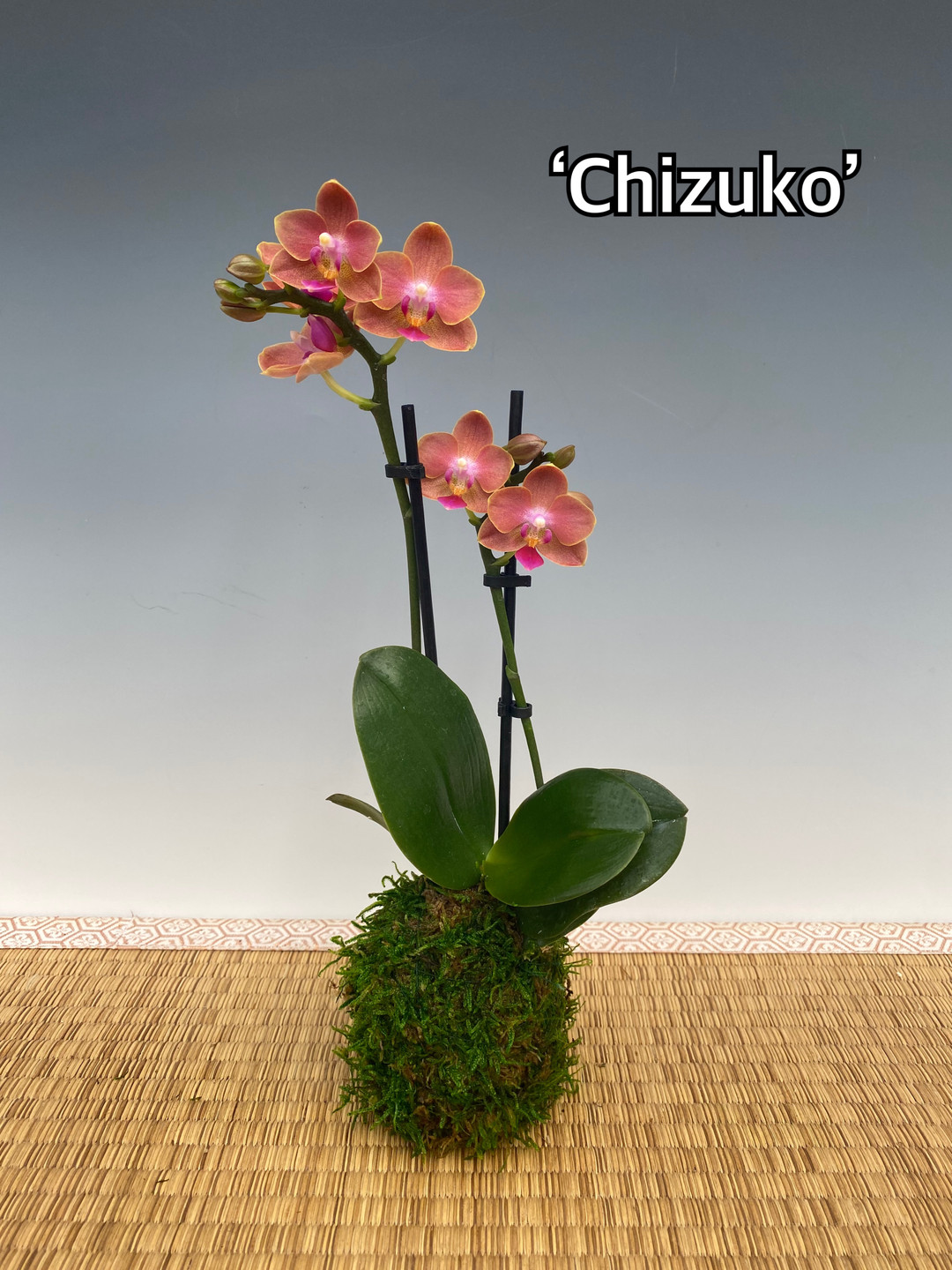 Phalaenopsis Kokedama ('Chizuko', Li-Hsin C-66 & Pinlong Cheris x