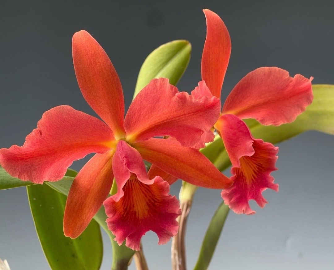 Potinara Lakeland 'Britt' HCC/AOS (Rlc. Bobby Ward x C. Helen