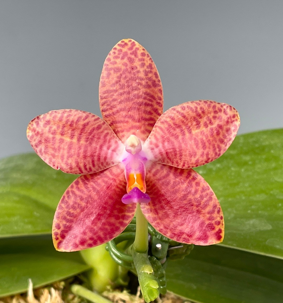 ［洋蘭原種］Phal. cochlearis 洋蘭原種］Phal. cochlearis - メルカリ