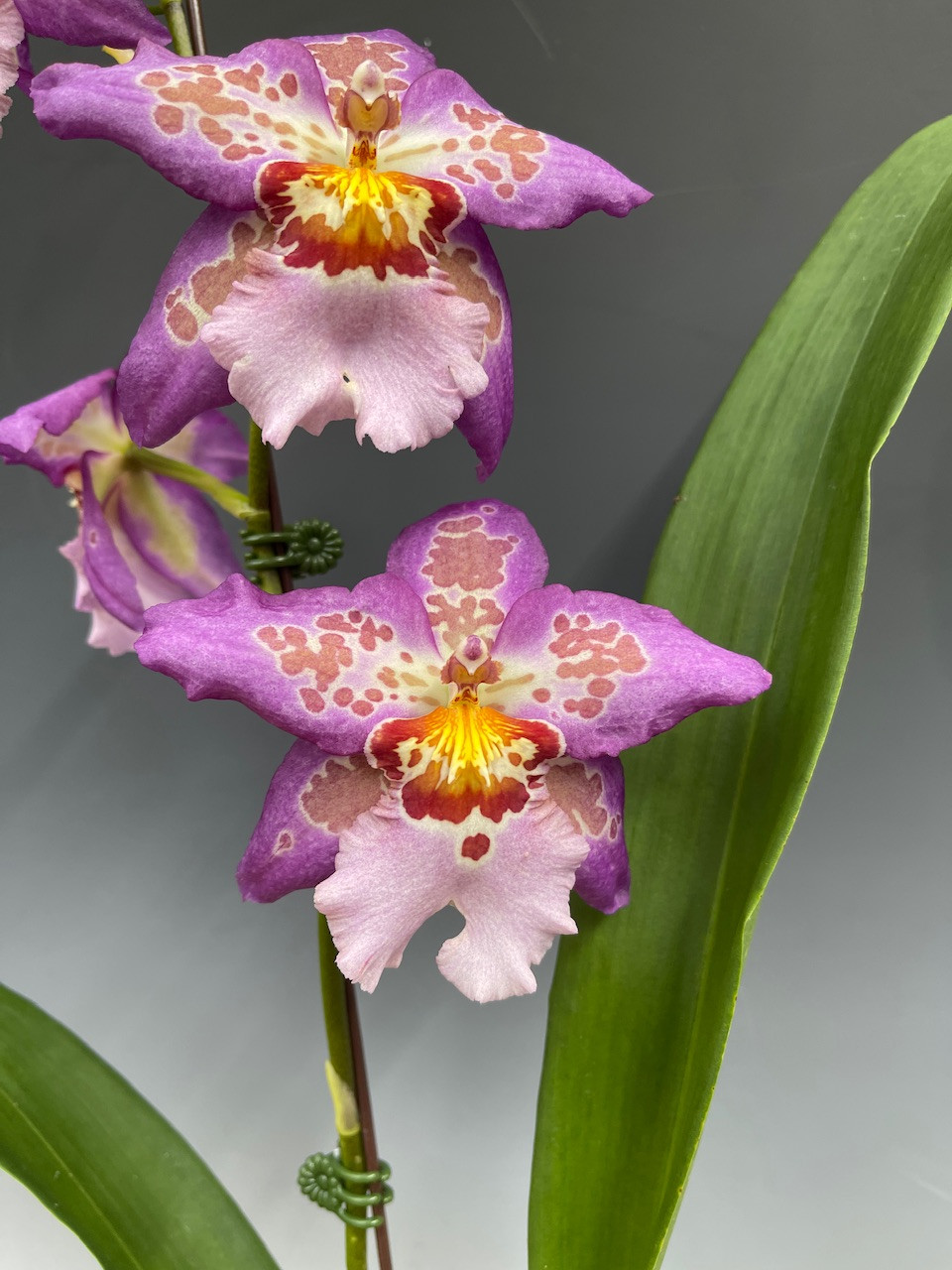 Bllra. Hawaiian Nights (Alcra. Winter Wonderland x Onc. Mem. Dale