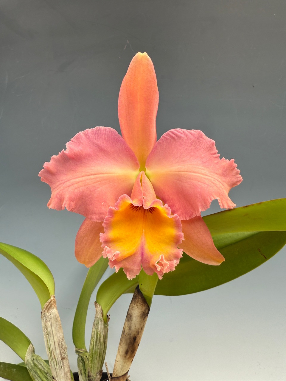 Rlc. Pamela Ann Oliveros 'The Byrd' (Rlc. Salmon Sensation x Rlc